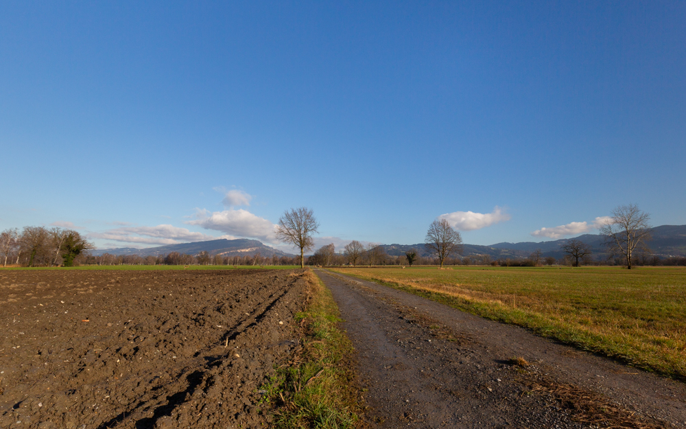 Lauteracherried im Jänner 34